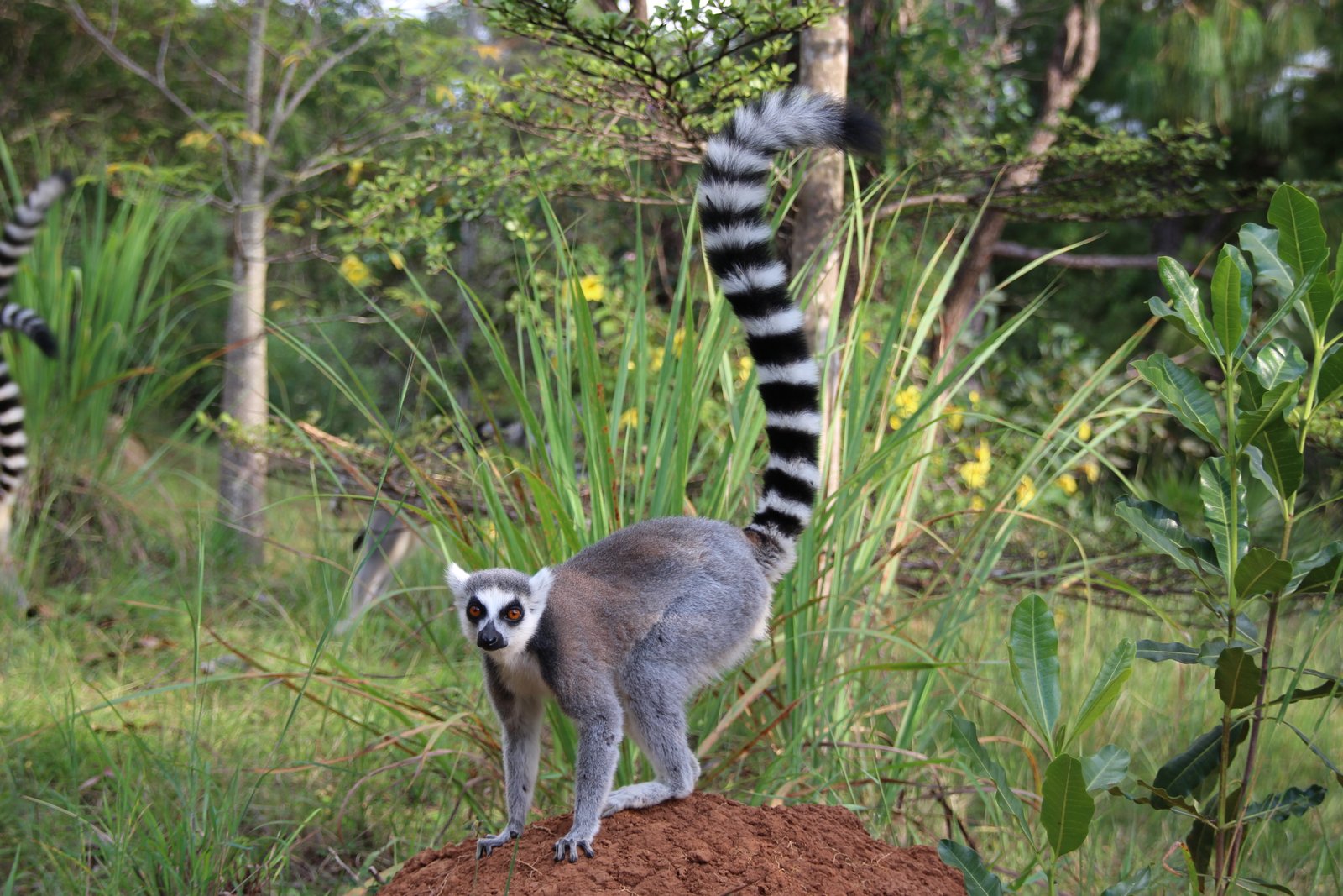 Antananarivo 3